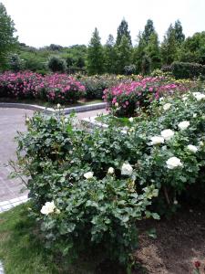 バラ園の香り｜「花廣」　（滋賀県彦根市の花キューピット加盟店 花屋）のブログ